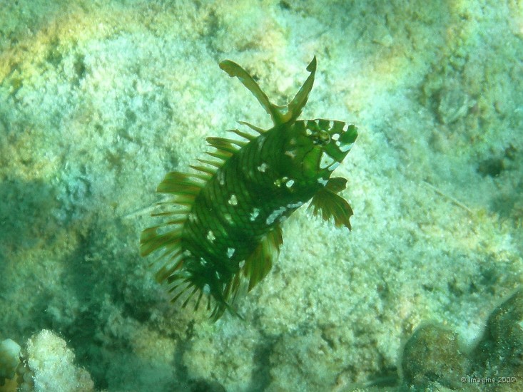24- Labre masque juvenile.JPG